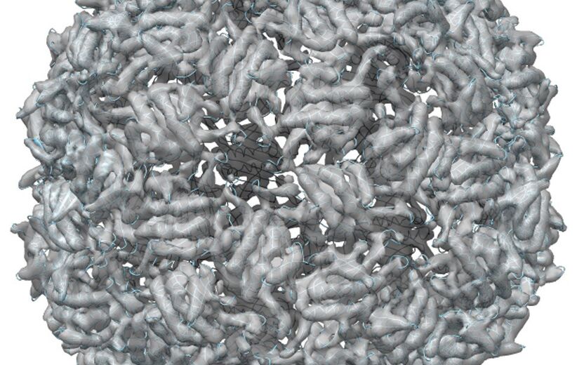 This three-dimensional reconstruction of a viral shell was made from roughly 1,400 low-dose images recorded via tilt-corrected bright-field scanning transmission electron microscopy.
