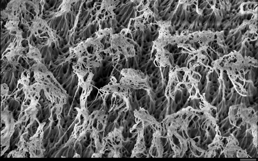 SEM mage of ultrablack merino wool.  This SEM shows polydopamine (PDA) dyed merino wool that has been treated with air plasma for 80 min. With plasma treatment of PDA dyed merino wool, anisotropic etching occurs thereby creating nano/microstructures, which results in ultrablack.