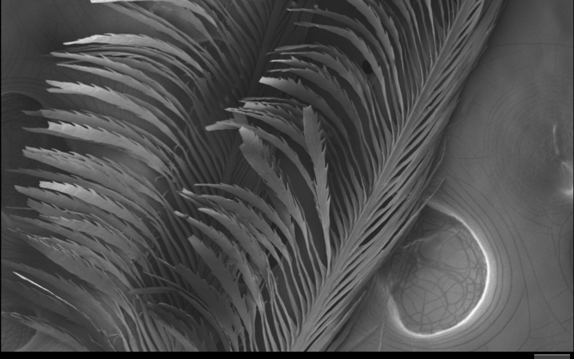 Scanning electron microscope (SEM) image of barbs/barbules from a feather of the magnificent riflebird (Ptiloris Magnificus), a species of bird-of-paradise family. This feather sample was provided by the Lab of Ornithology.