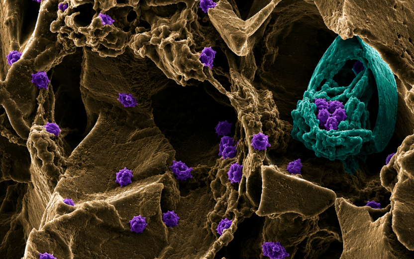 The Sweetest Architecture, image by Shiseido Robinson, captured using CCMR's Tescan Mira3 FESEM