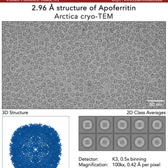 2.96 angstrom structure of Apoferritin protein molecule.