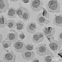 Binary Tiles at the Quantum Scale:  Core-shell super crystal/super-molecular quantum dot tile assemblies made of a binary mixture of PbSe Quantum Dots at 21nm and 7 nm assembled via nanofluid evaporation on a fluid substrate.  ||  Submitted by: Jonathan Palumbo  ||  Advisor: Tobias Hanrath