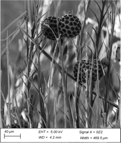 pollen stuck in bee leg hairs (scopae). Credit: Nathalia Florez Gomez